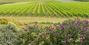 View of vineyard at Rathfinny Wine Estate