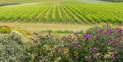 View of vineyard at Rathfinny Wine Estate