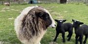 Image of a sheep with two lambs at Blackberry Farm Park