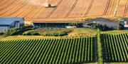 Sussex vineyard in South Downs Rathfinny