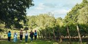 Image of a group walking down the vineyard at Birchden Vineyards on a sunny day