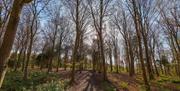 Image of trees in the Friston Forest woods