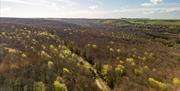 Birds eye view of Friston Forest