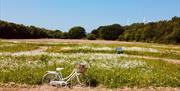 A wildflower medow with a bicycle parked up and trees in the background