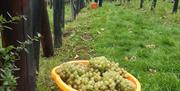 Bucket of grapes picked from Wildwood vineyard