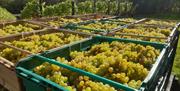 Boxed grapes from Wildwood vineyard