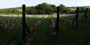 Vines at Wildwood Vineyard