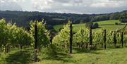 Vines at Busi-Jacobsohn Vineyard