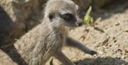 image of a meerkat