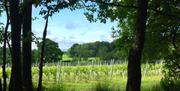 Vines at Off the Line Vineyard