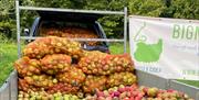 Orchard Picking Days at Bignose and Beardy