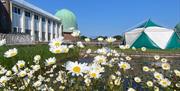 Side view of the Observatory through a cluster of daisies