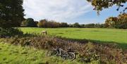 bike leaning against greed hedge with horse grazing in background