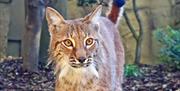 Image of a wild cat at Drusillas Park