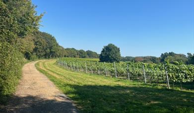 Image of Off The Line Vineyard