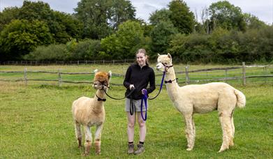 A girl holding two Alpacas