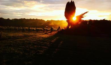 Vineyard in Autumn sunset