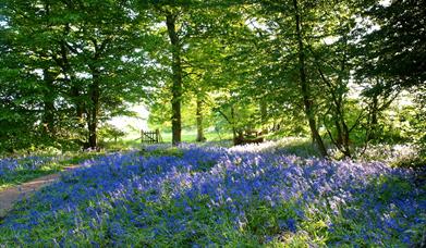 Carpet of bluebells in the woods