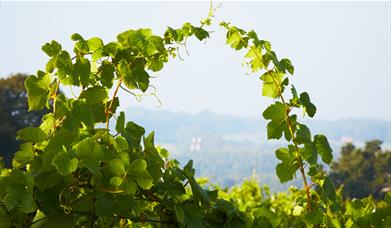 Vines at Fox and Fox Vineyard