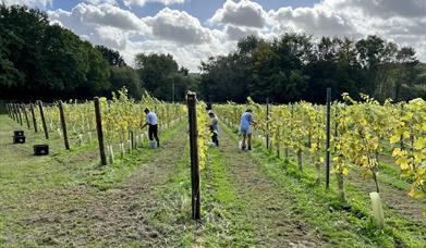 Image of Winklestone Vineyard