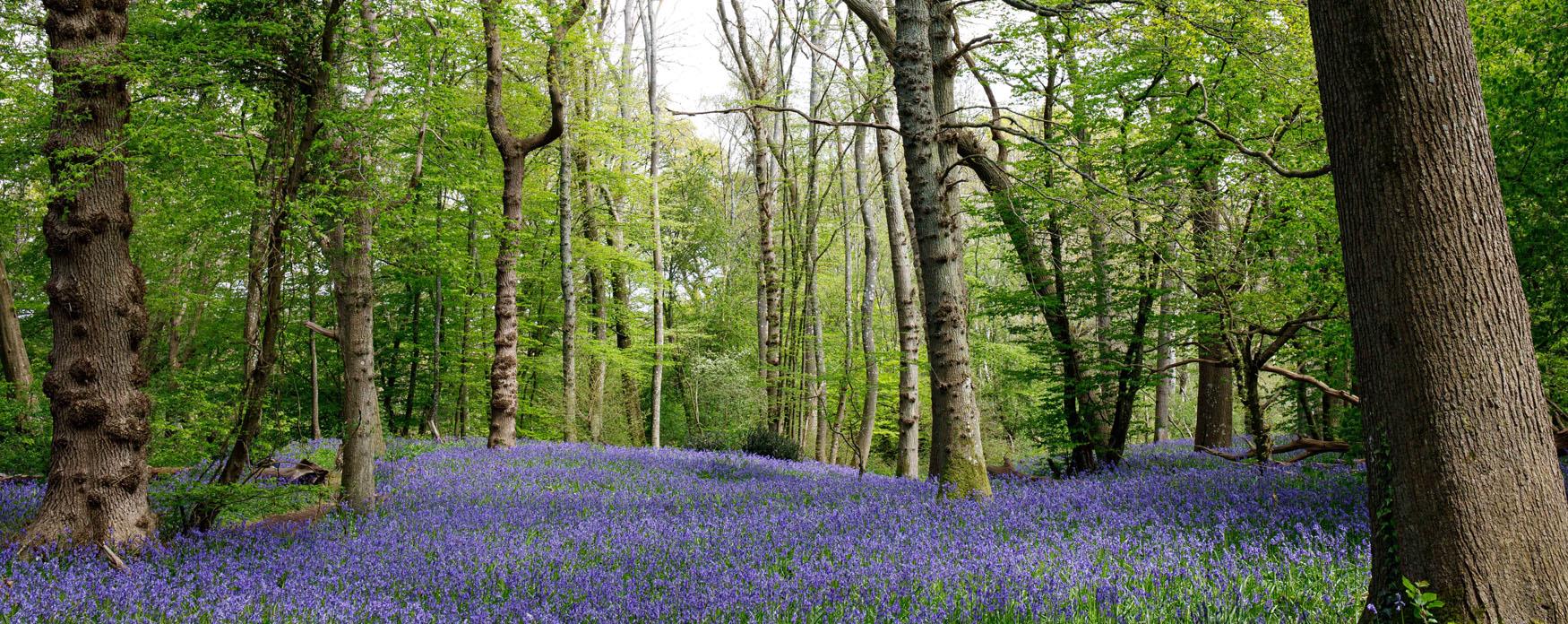 a carpet of vibrant bluebells covering the floor of an ancient woodlands with trees reaching into the sky