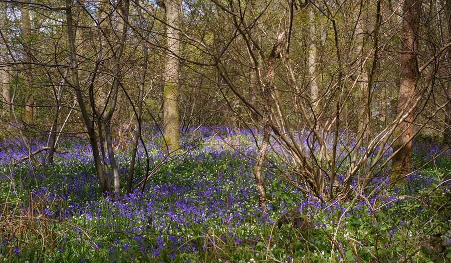 Abbots woods with Bluebells
