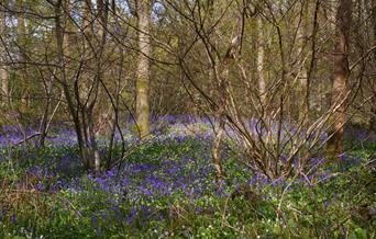 Abbots woods with Bluebells
