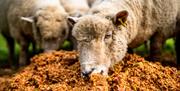 image of sheep eating