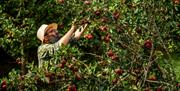 image of man picking apples from their trees