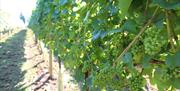 Vines at Tickerage Vineyard