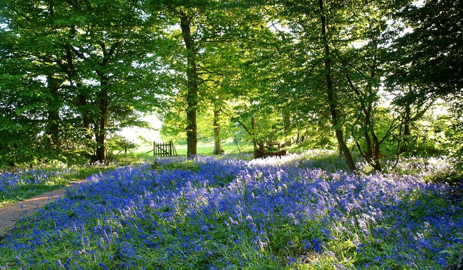 Carpet of bluebells in the woods