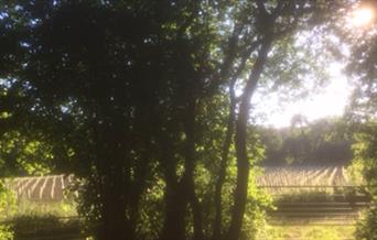 View of vines at Clayton Organic Vineyard