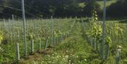 Vines Clayton Hills Organic vineyard