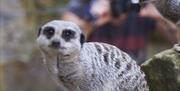 Woman takes photo of three meerkats inside enclosure