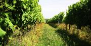 Vines at Davenports Vineyard
