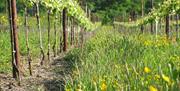 Vines and flowers at Downsview Vineyard