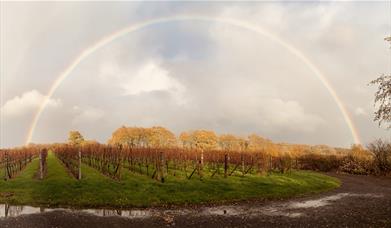 Downsview Vineyard Rainbow