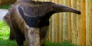 Drusillas Giant Anteater
