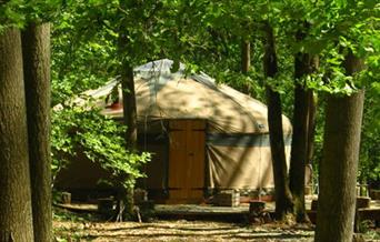 Yurt in forest