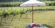 Picnic set up at vines with umbrella at Rathfinny Wine Estate