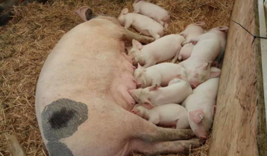 Pigs and Piglets feeding in sty