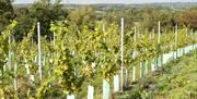 Image of the vine in the vineyard at Secret Vineyard