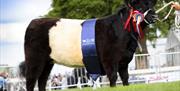 Tottingworth cow prize champion