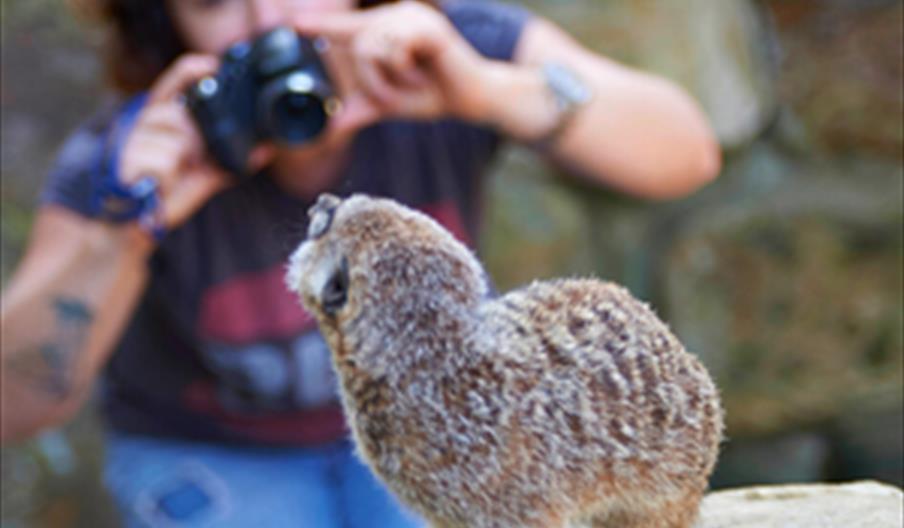 Woman in background takes photo of meerkat