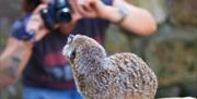 Woman in background takes photo of meerkat