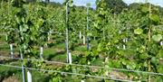 Vines at Wildwood Vineyard