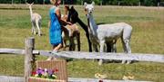 Lady with a herd of alpacas