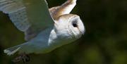 Image of a owl mid flight