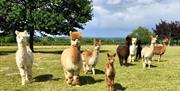 Herd of Alpacas outside in field