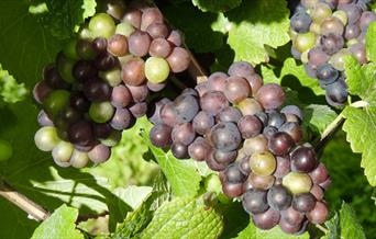 Grapes from Busi-Jacobsohn Vineyard